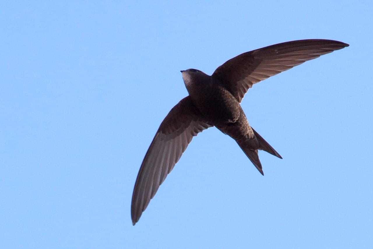 A swallow in flight